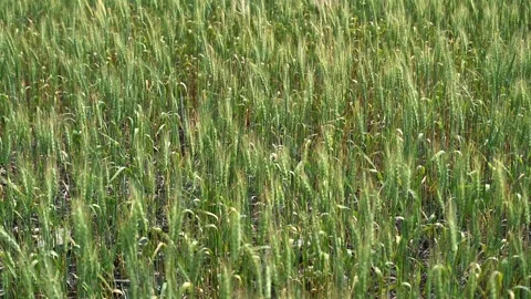 Zoomed in on bright green summer wheat waving in a light wind. Isolated view Stock Footage 302207347
