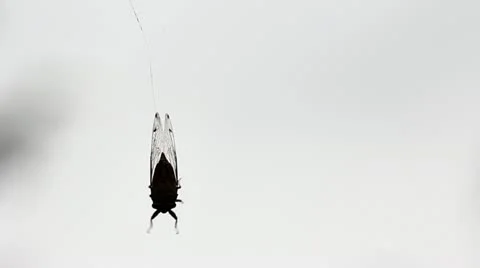 Zoomed on Cicada in the Backyad Stock Footage 11275407