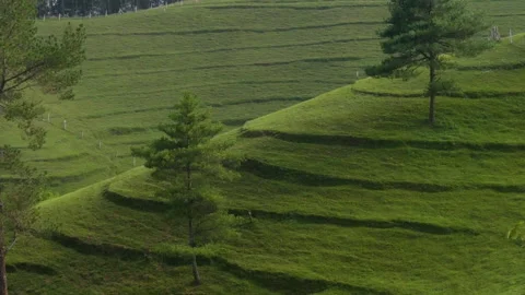 Zoomed in on few trees on a green hill with layers and grass full of greener Stock Footage 249389973