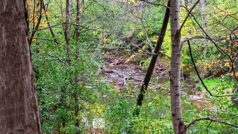 Zoomed-In Forest Stream with Tree Trunks  Calm Autumn Water Scene Photography Stock-Fotos