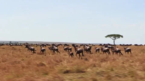 A zoomed-in handheld video of a wildebeest herd gathering and stampeding before Stock Footage 337246249