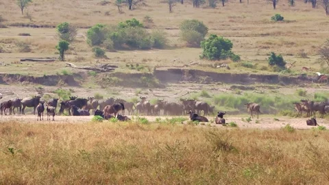 A zoomed-in handheld video of a wildebeest herd gathering and stampeding before Stock Footage 337246254