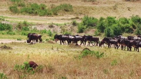 A zoomed-in handheld video of a wildebeest herd gathering and stampeding before Stock Footage 337246260
