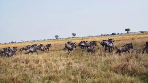 A zoomed-in handheld video of a wildebeest herd gathering and stampeding Stock Footage 337246271