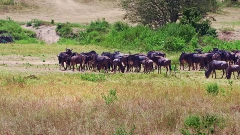 A zoomed-in handheld video of a wildebeest herd gathering and stampeding before Stock Footage 337246293