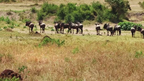 A zoomed-in handheld video of a wildebeest herd gathering and stampeding before Stock Footage 337246344