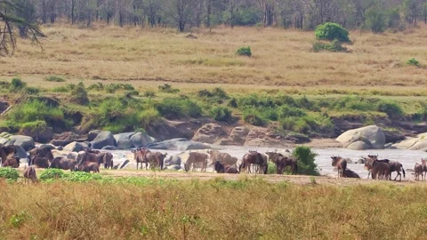 A zoomed-in handheld video of a wildebeest herd gathering and stampeding before Stock Footage 337246351