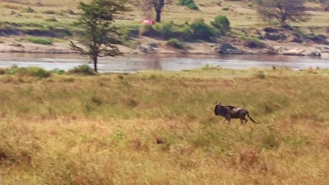 A zoomed-in handheld video of a wildebeest herd gathering and stampeding Stock Footage 337246358