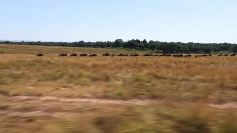 A zoomed-in handheld video of a wildebeest herd gathering and stampeding before Stock Footage 337246385