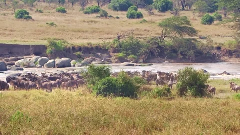 A zoomed-in handheld video of a wildebeest herd gathering and stampeding before Stock Footage 337246423