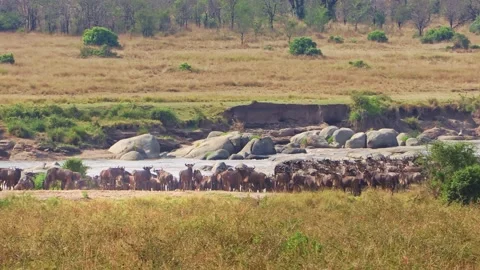 A zoomed-in handheld video of a wildebeest herd gathering and stampeding Stock Footage 337246426