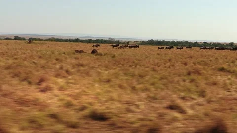 A zoomed-in handheld video of a wildebeest herd gathering and stampeding before Stock Footage 337246644