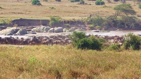A zoomed-in handheld video of a wildebeest herd gathering and stampeding Stock Footage 337246693
