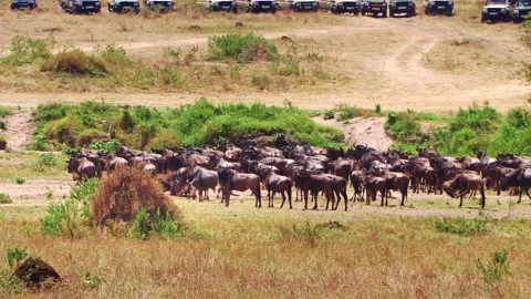 A zoomed-in handheld video of a wildebeest herd gathering and stampeding before Stock Footage 337246712