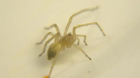 Zoomed Image Video Of Spider Stopped In White Surface Whiteout Another Bugs Or Stock Photos