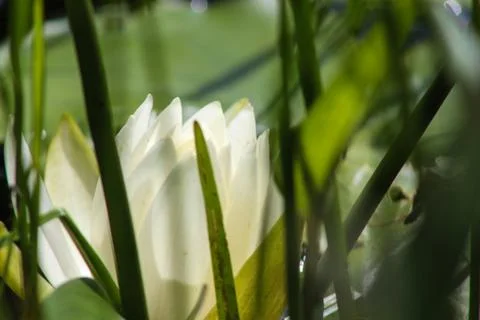Zoomed Lilypad Stock Photos