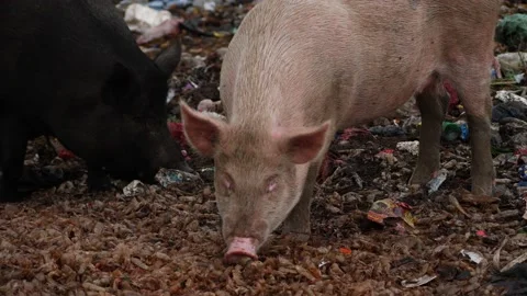 Zoomed in live video of two pigs feeding on a ground near the garbage area Stock Footage 225738229