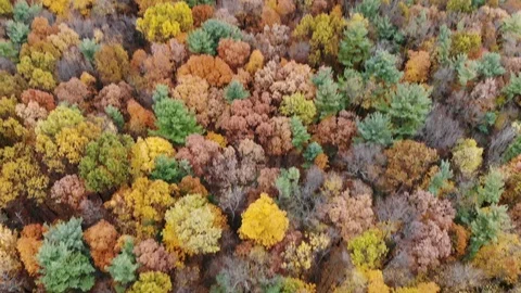 Zoomed out fall foliage drone flyover Stock Footage