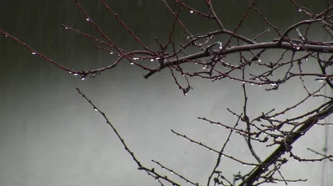 Zoomed raindrops on bare branch realtime with rain background Video stock 47666470