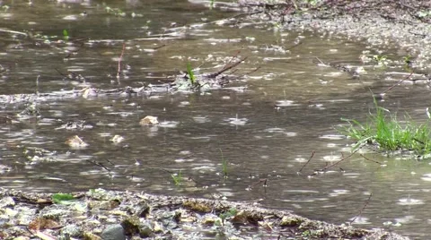 Zoomed raindrops in puddle real-time Video stock 47666471