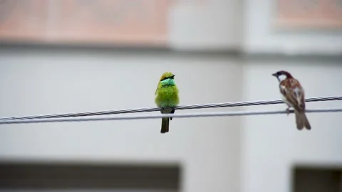 Zoomed shallow depth of feild shot of tiny green bee eater sitting on an Stock Footage 158540366