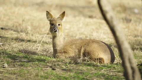 Zoomed in Shot of a Deer Stock Footage 329118929