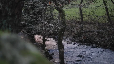 Zoomed in shot of a river flowing in a forest with a reflection of an sunset Stock Footage 101761567