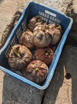 Zoomed in shot of Some coconuts sprouting the coconut plant in a blue container Stock Photos