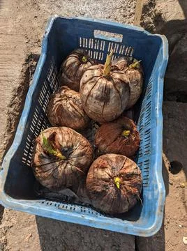Zoomed in shot of Some coconuts sprouting the coconut plant in a blue container Stock Photos