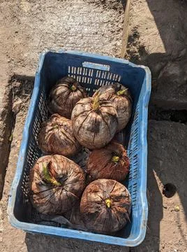Zoomed in shot of Some coconuts sprouting the coconut plant in a blue container Stock Photos