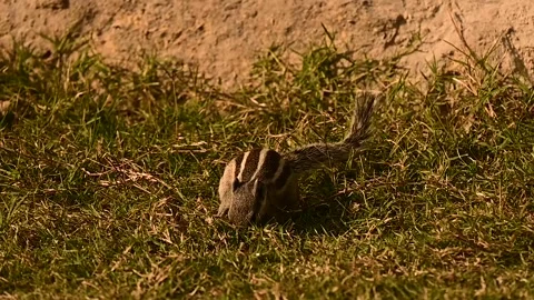 Zoomed in shot of Squirrel eating grass Stock Footage 254601896