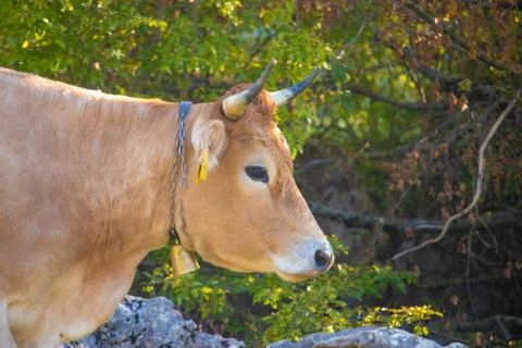 Zoomed in side view of a brown cows head with horns, looking into the distanc Stock Photos