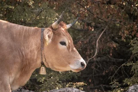 Zoomed in side view of a brown cows head with horns, looking into the distanc Stock Photos