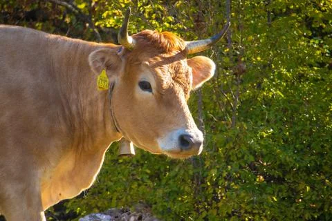 Zoomed in side view of a brown cows head with horns, looking into the distanc Stock Photos