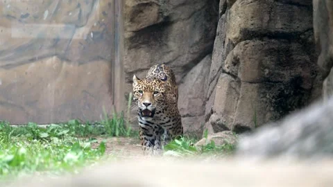 Zoomed slow-motion footage captures a jaguar in a zoo enclosure, pacing Stock Footage 280955316