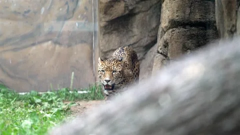 Zoomed slow-motion footage captures a jaguar in a zoo enclosure, pacing Stock Footage 280955387