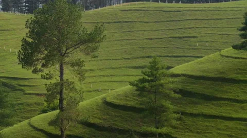 Zoomed soft view of trees on a hill with green hill with layers and grass Stock Footage 249392919