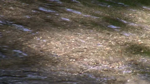 Zoomed stream static shot in shallows V05571 Video stock 47859535