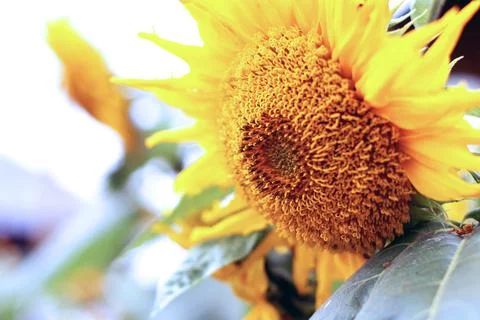Zoomed Sun flower Stock Photos
