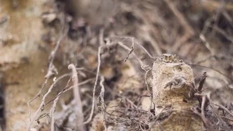 Zoomed tree bark with dry roots and spiderwebs Stock Footage 82246044