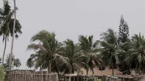 Zoomed in view of beautiful big palm trees at Kokrobite Beach, Ghana Video stock 274459761