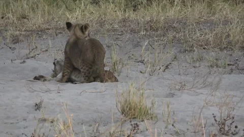 Zoomed view as one cub playfully pins the other to the ground Stock Footage 319899805