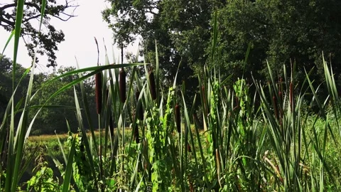 ZoomIn on the reed plants Stock Footage 140579674