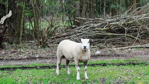 ZoomIn on sheep Stock Footage 105561392