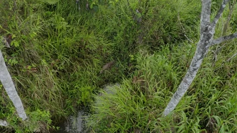 Zooming in at an alligator that is sunbathing alongside a small pond Stock Footage 160315482