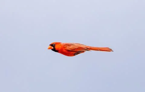 Zooming Cardinal Stock Photos