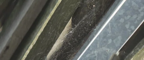 Zooming cobweb fine structure on draft anamorphic 4K video Stock Footage 311854446