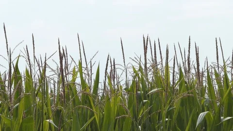 Zooming in a corn field Stock Footage 112752017