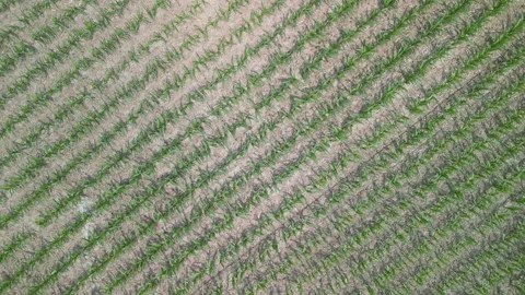 Zooming down to corn, video Stock Footage 300878008