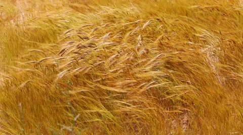 Zooming to dry grass moving on a wind Stock Footage 57733623